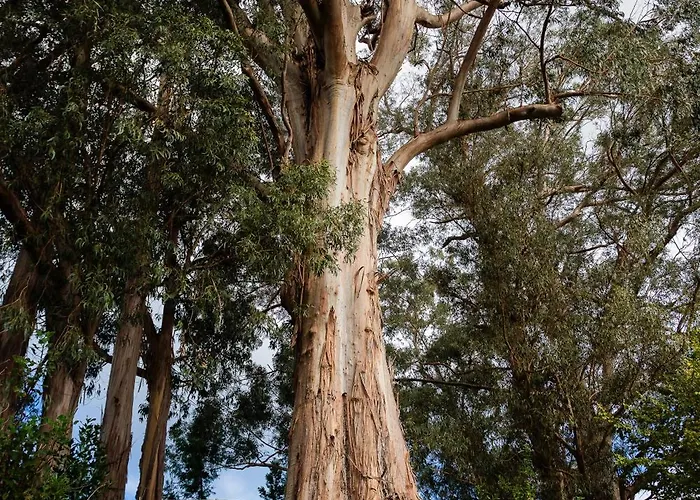 מלון Bio - Quinta Da Serra 5*