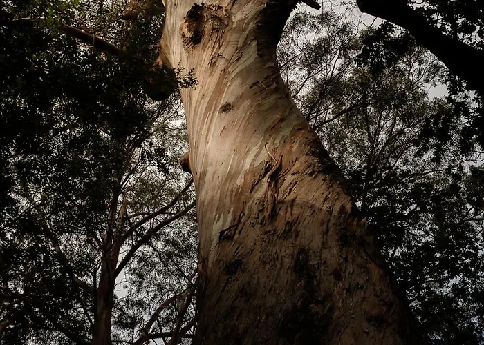 Bio - Quinta Da Serra Hotel Camara de Lobos